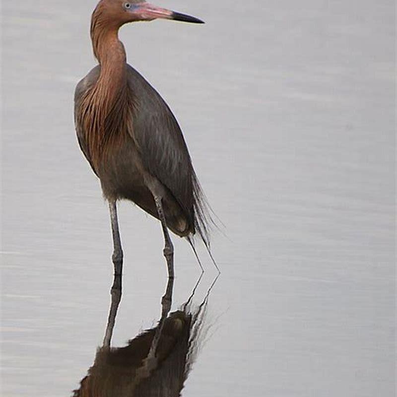How many reddish egrets are there?