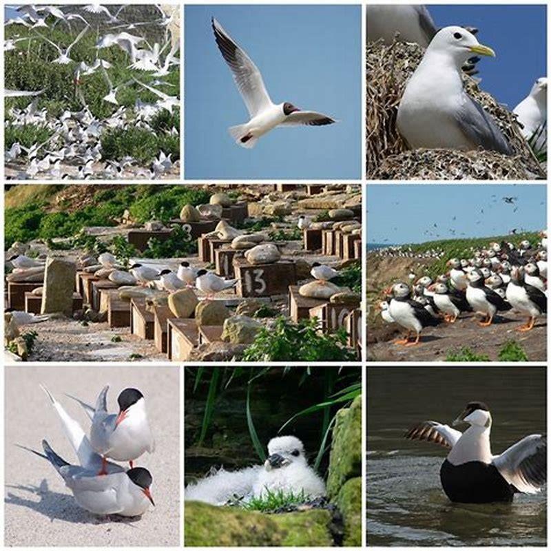 How many roseate terns are left?