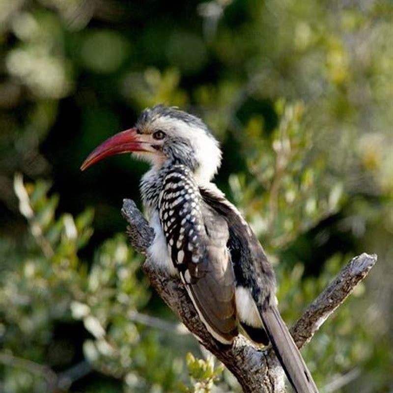 How many species of birds are there in the savanna?