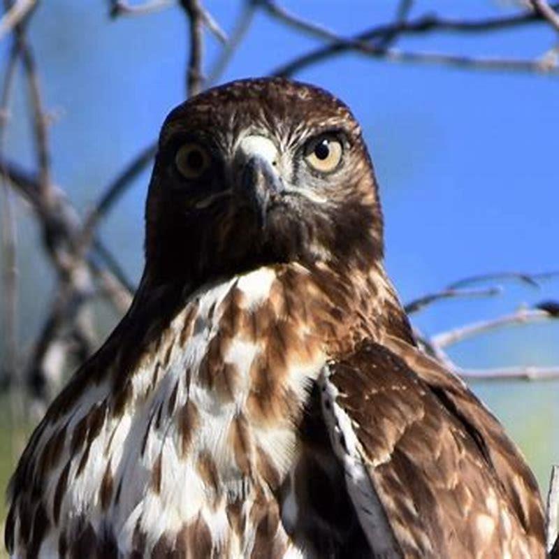 how-many-species-of-birds-live-in-california-diy-seattle