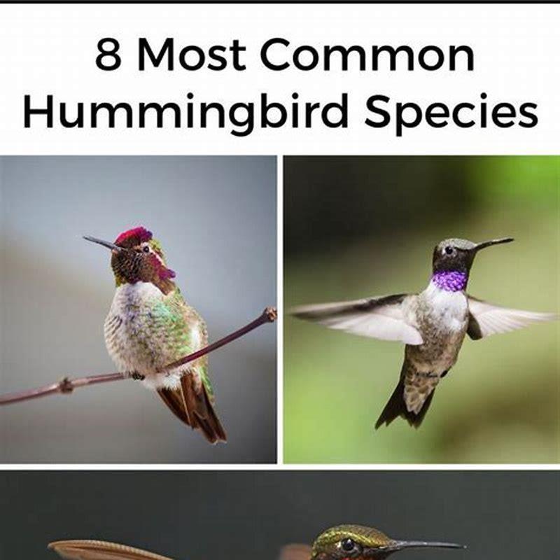 How many species of hummingbirds are there? - DIY Seattle