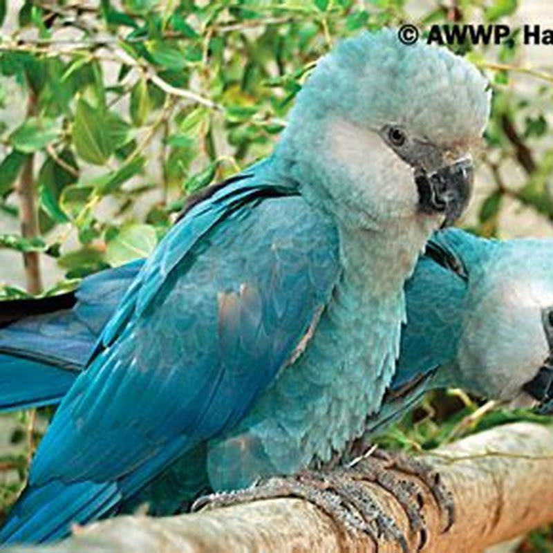 How many Spix's macaws are there left in the world? DIY Seattle