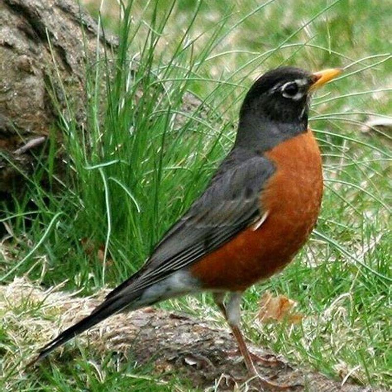 How many state birds are the Robin? - DIY Seattle