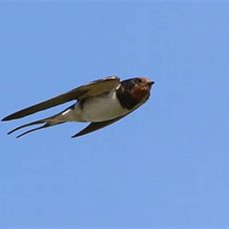 How many swifts are there in the UK?
