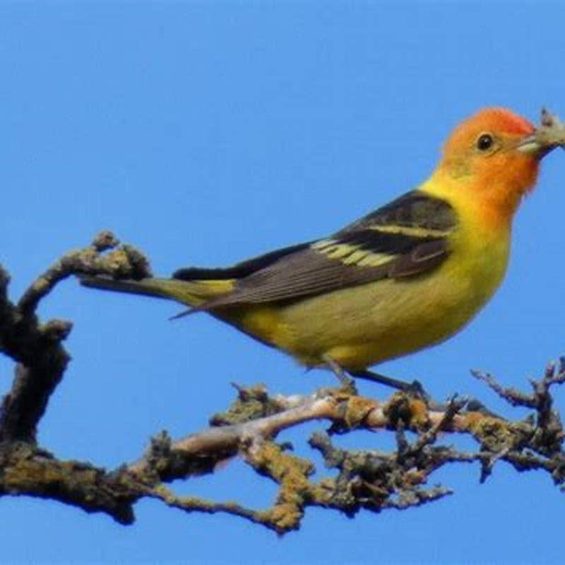 How many tanagers are there?