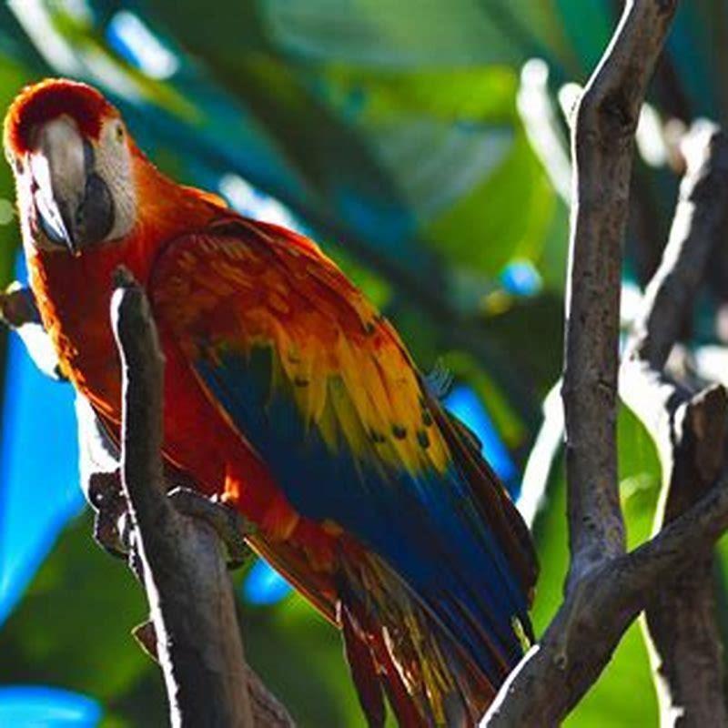 How many types of birds live in the tropical rainforest?
