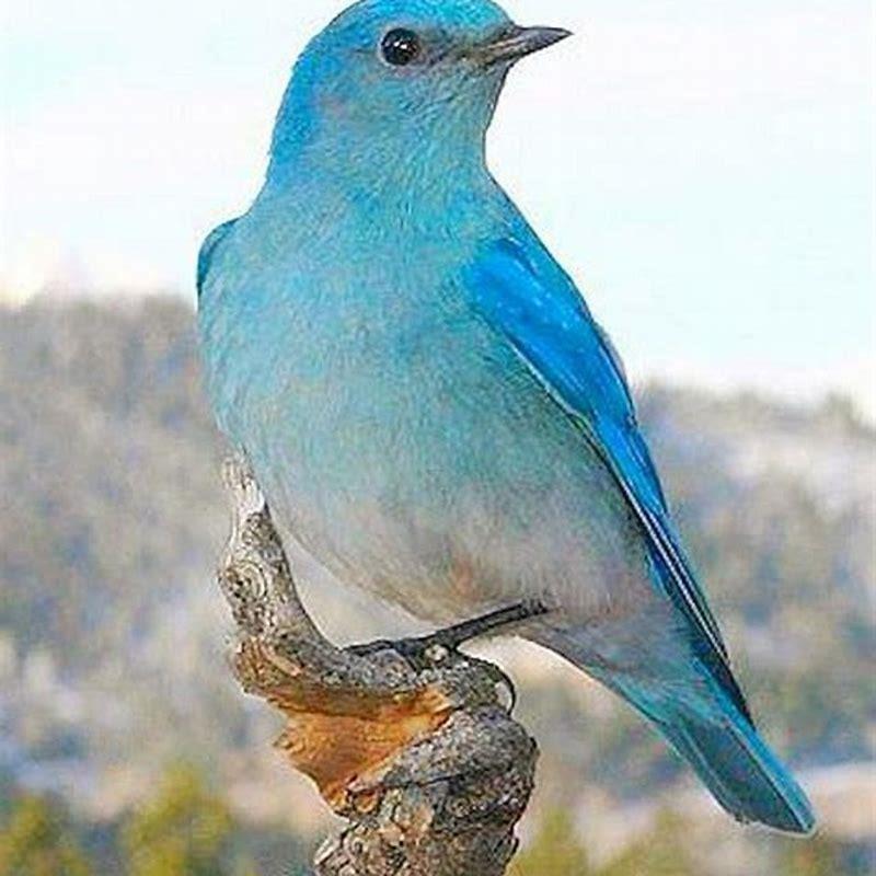 How many types of bluebirds are there? DIY Seattle