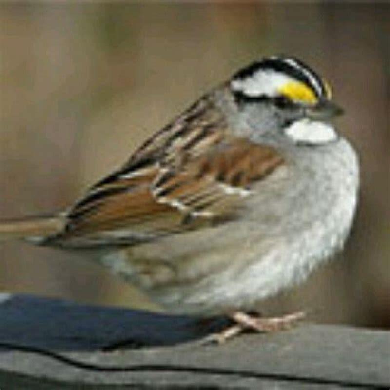How many varieties of sparrows are there?
