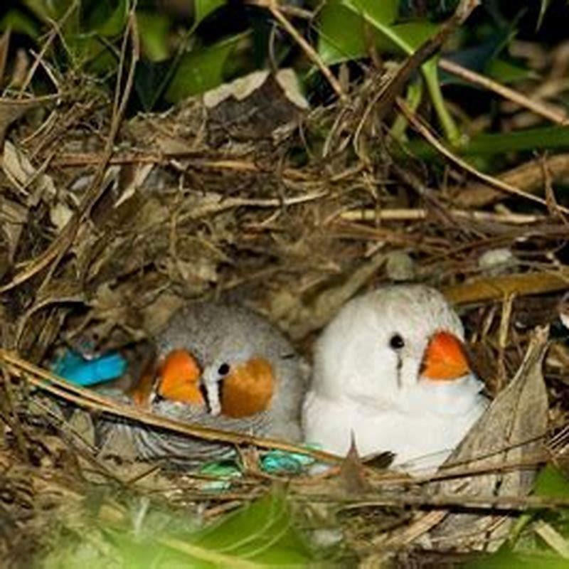 how-many-weeks-do-baby-birds-stay-in-the-nest-diy-seattle