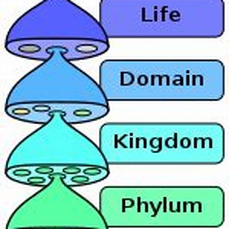 How might evolutionary relationships between different species of birds be identified?