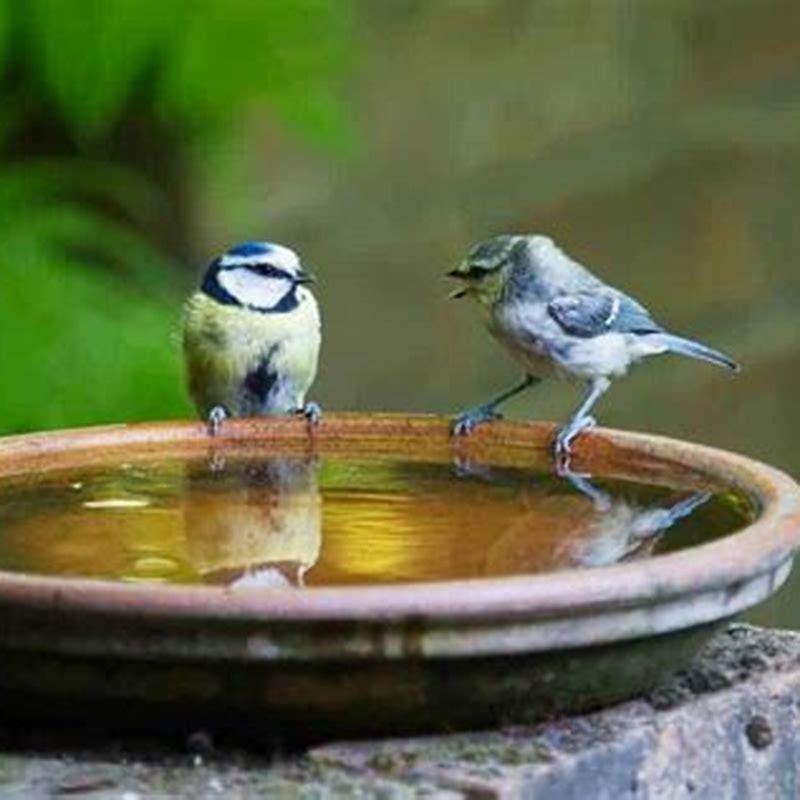 How often do birds need water?