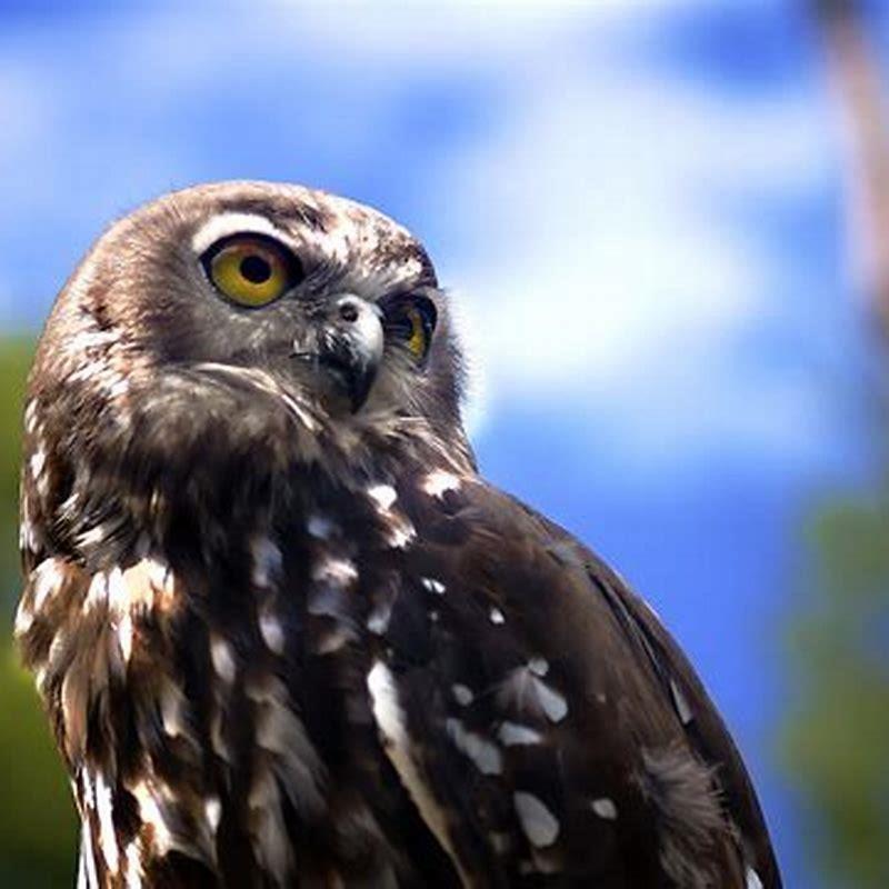 How often do great GREY owls eat?
