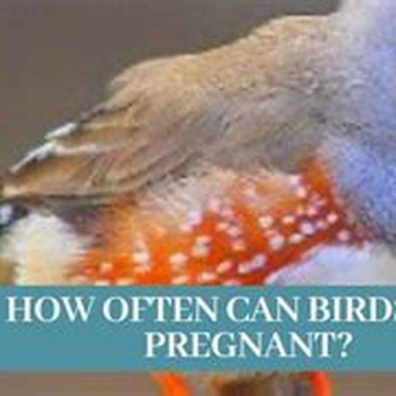 How often do lovebirds lay?