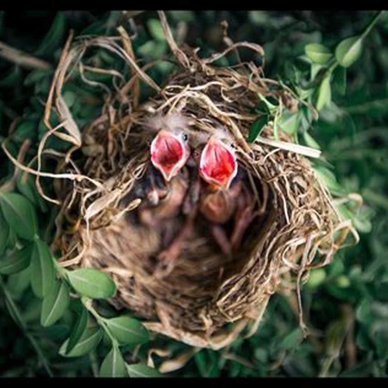 How often do mama birds feed their babies? - DIY Seattle