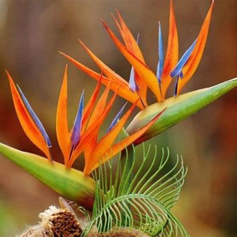 How often should you prune birds of paradise?