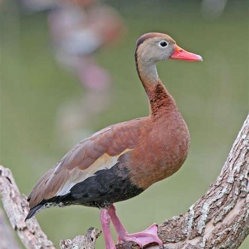 How rare are black bellied whistling ducks?