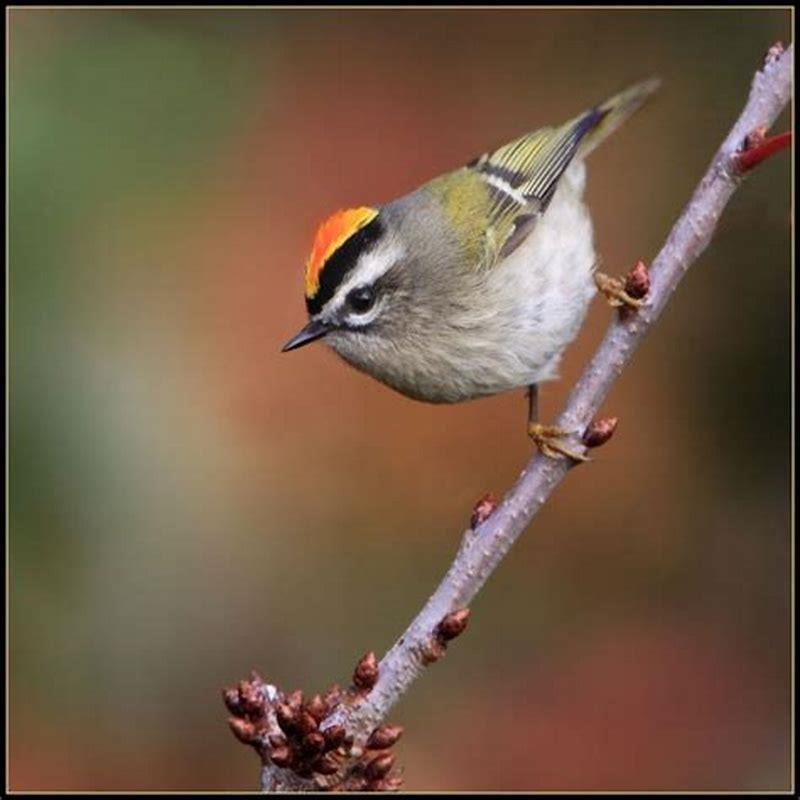 How rare is a Golden-crowned Kinglet?