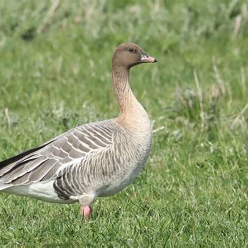 How Rare Is A Pink-footed Goose? - Diy Seattle