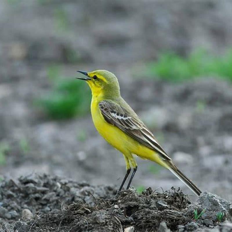 How Rare Is A Yellow Wagtail DIY Seattle how-rare-is-a-yellow-wagtail-diy-seattle