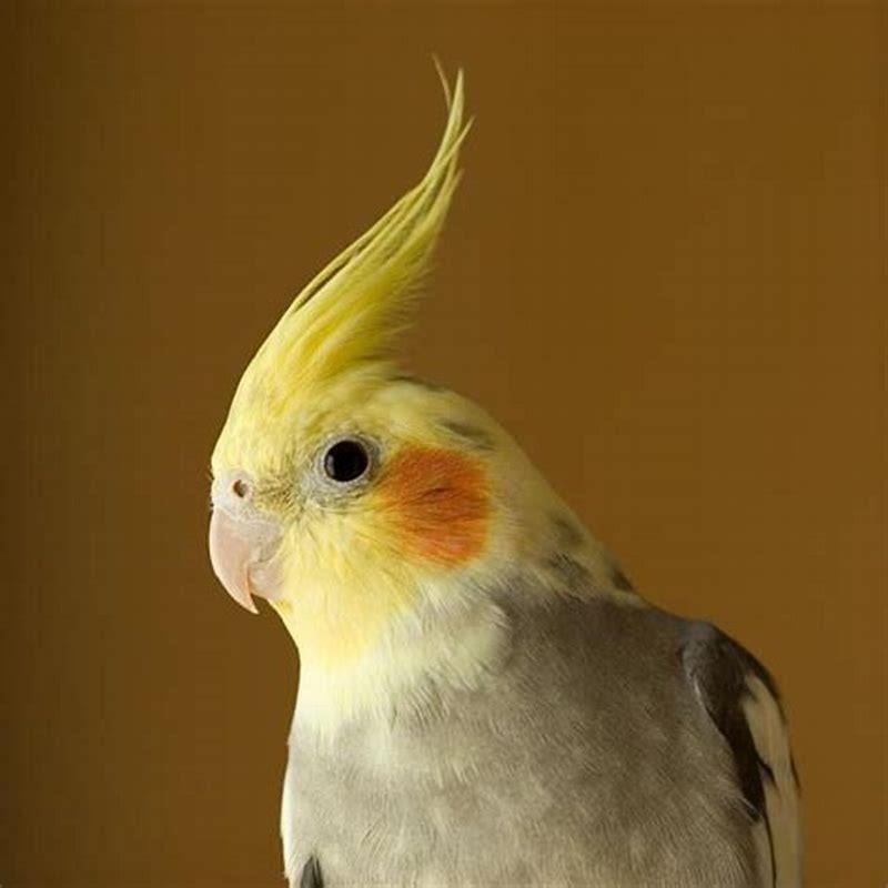 How smart is a cockatiel bird?