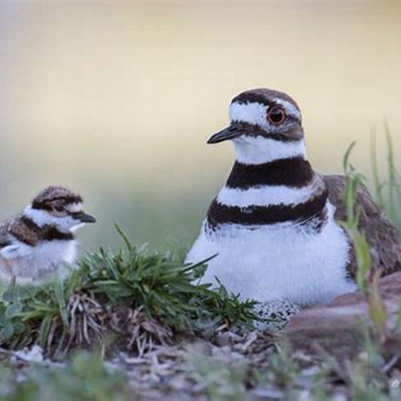 How Much Does A Baby Bird Eat Per Feeding