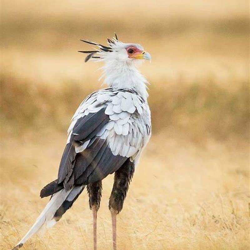 How tall is a bird? - DIY Seattle