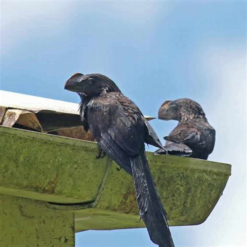 Is a bird an ani?