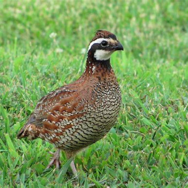 Is a bobwhite the same thing as a quail?