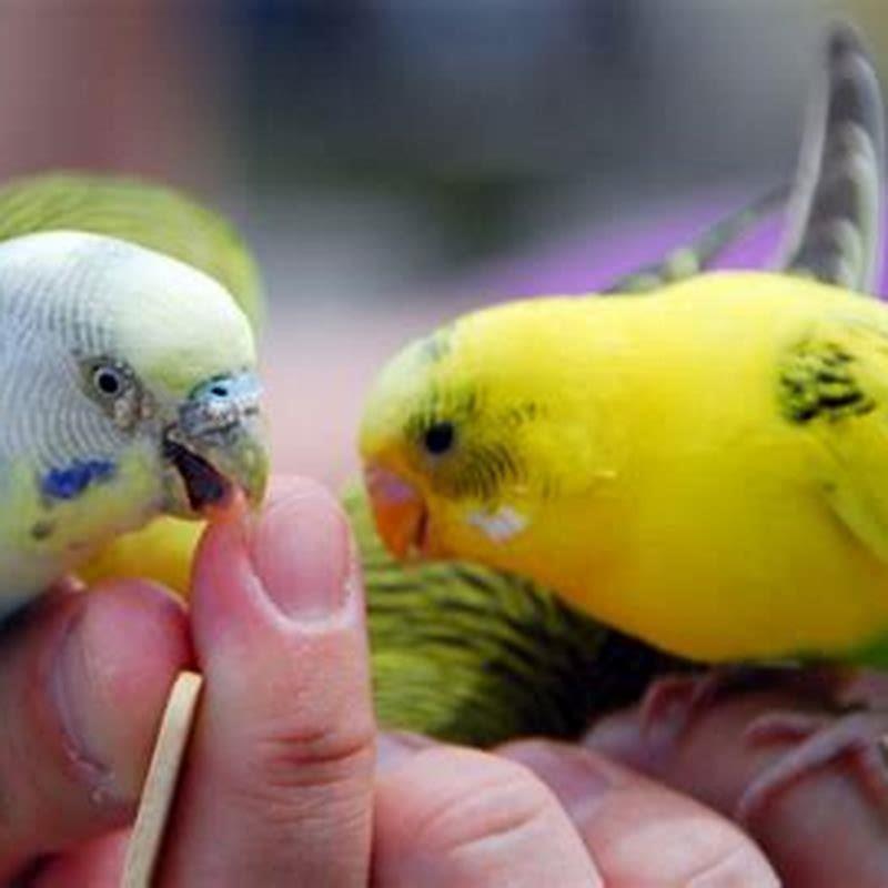 is-a-budgie-a-good-pet-diy-seattle