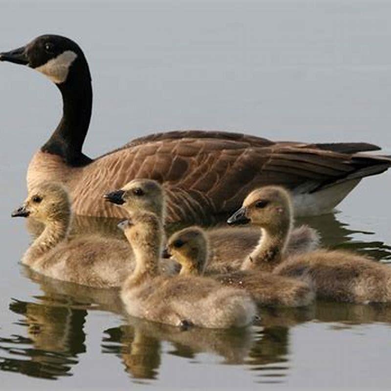 Is a Canadian goose a duck?