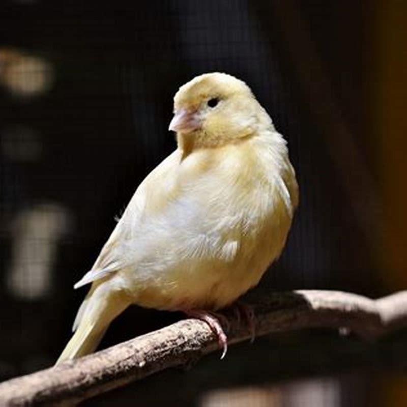 Is a canary a good pet?
