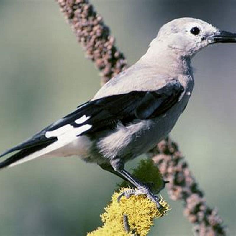 Is a Clark a bird?