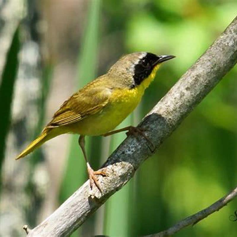 is-a-common-yellowthroat-a-warbler-diy-seattle