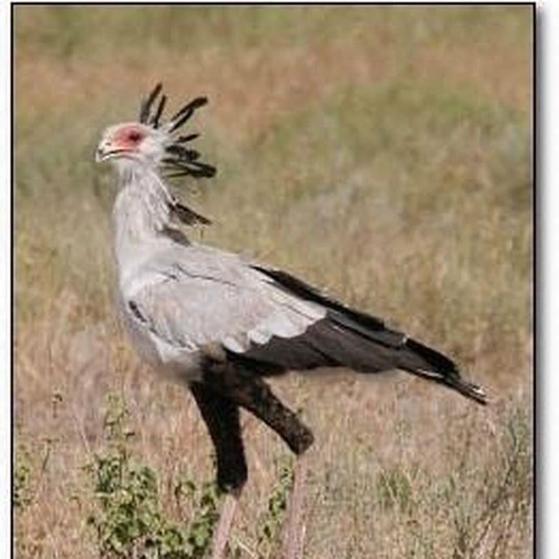Is a cormorant a pest?