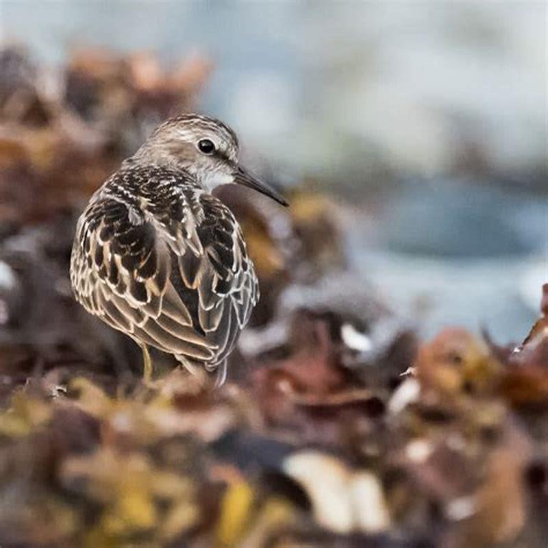 Is a crossbill a carnivore?