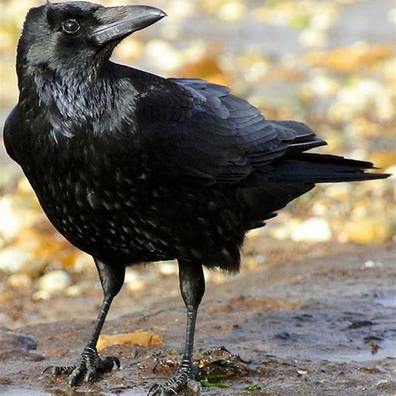 Is a crow a Corvus?