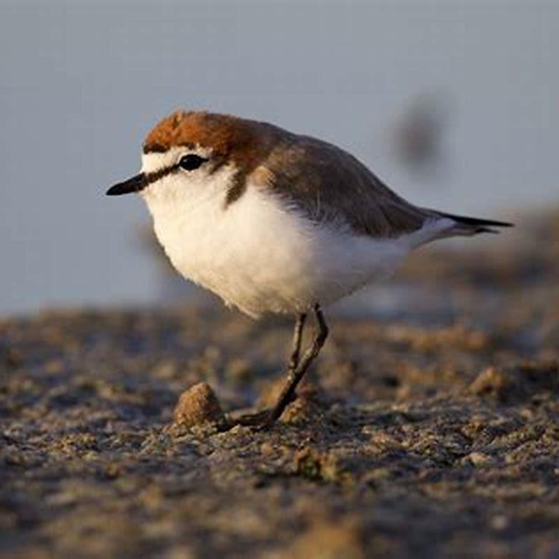 Is a dotterel a plover?
