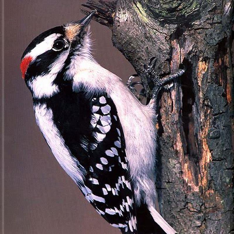 Is a Downy Woodpecker rare?