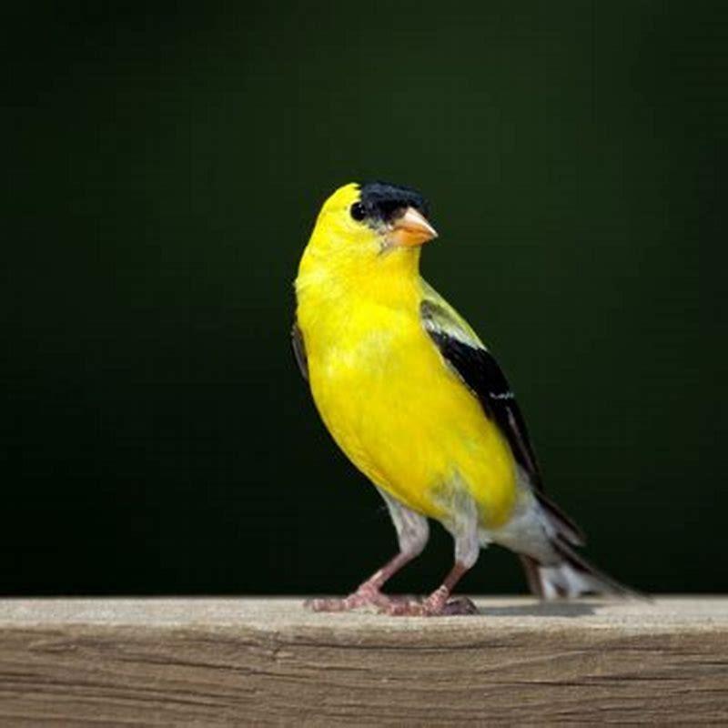 Is a goldfinch the same as a yellow finch?