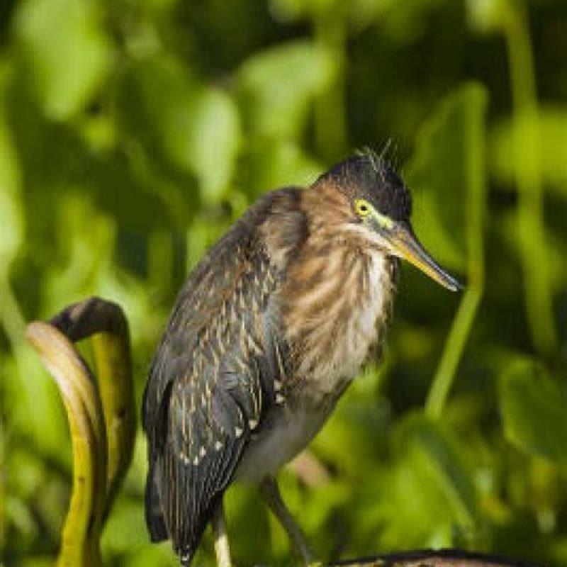 Is a green heron a bittern?