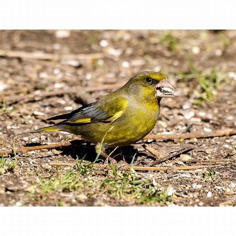 Is a Greenfinch a songbird?