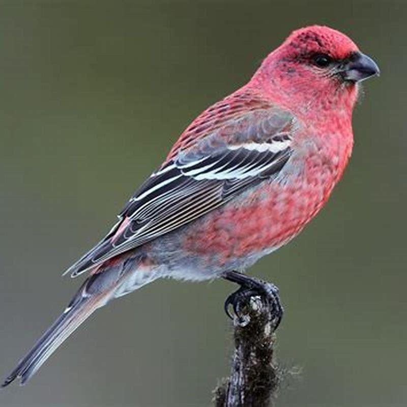 is-a-grosbeak-a-finch-diy-seattle