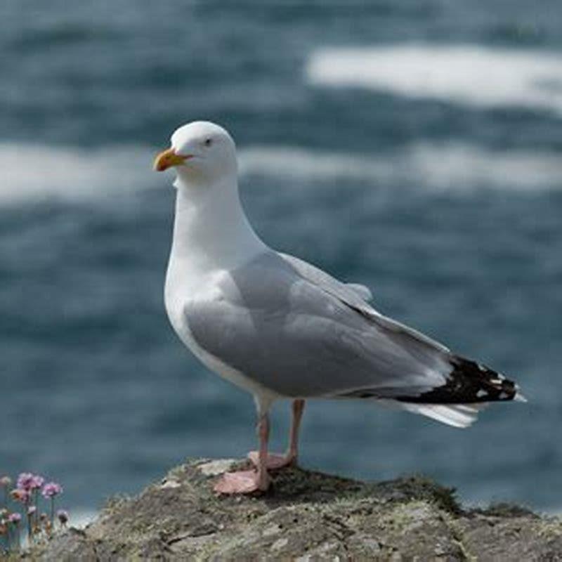 Is a herring gull a seagull? - DIY Seattle