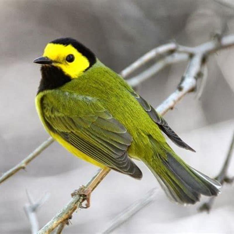 Is a hooded warbler endangered? - DIY Seattle