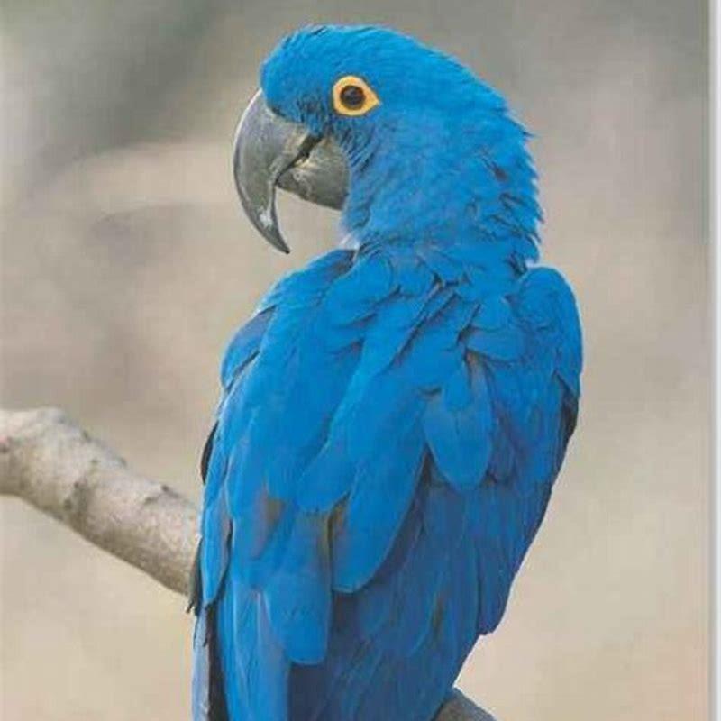 Is a hyacinth macaw rare?