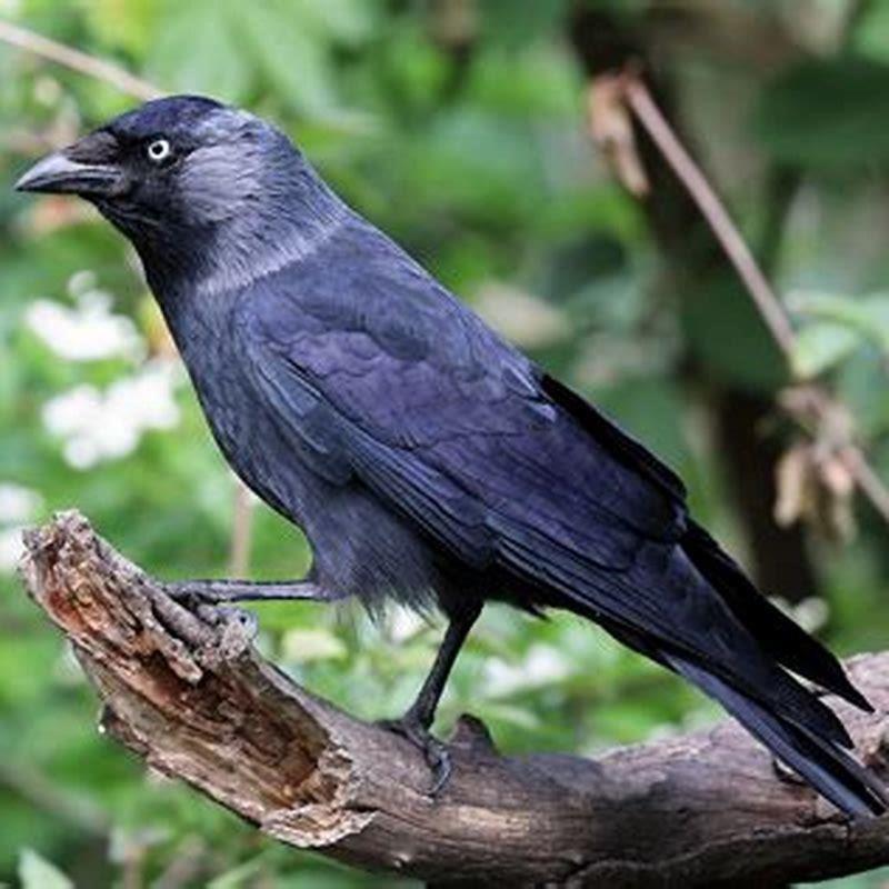 is-a-jackdaw-rare-diy-seattle