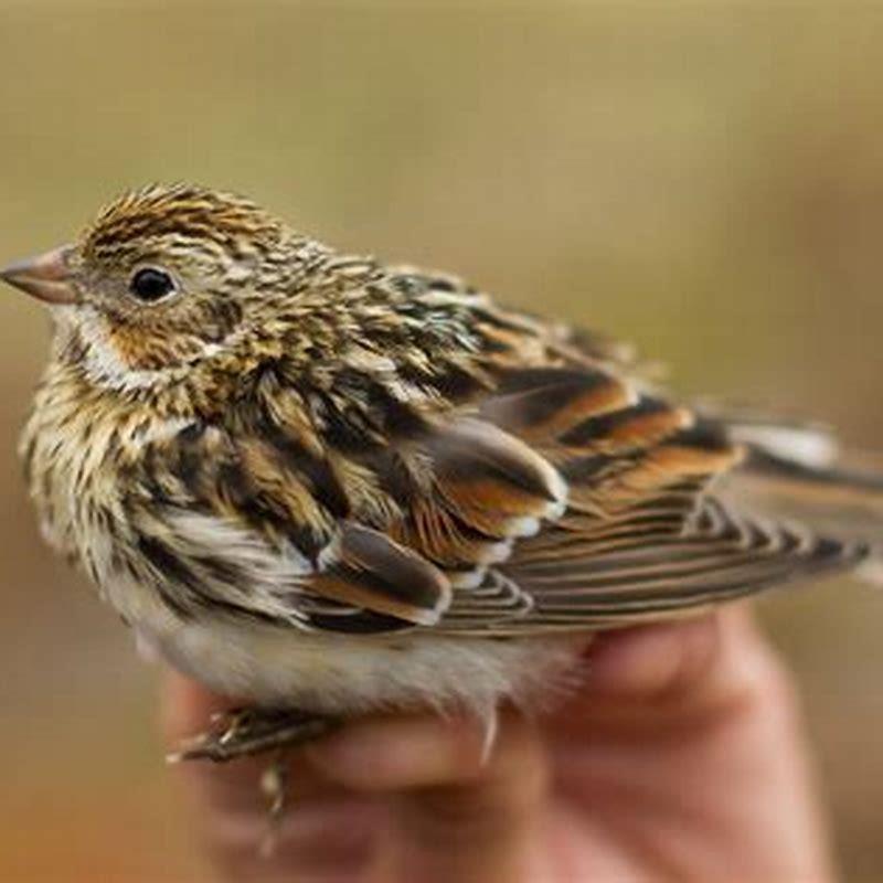 Is a Longspur a sparrow?