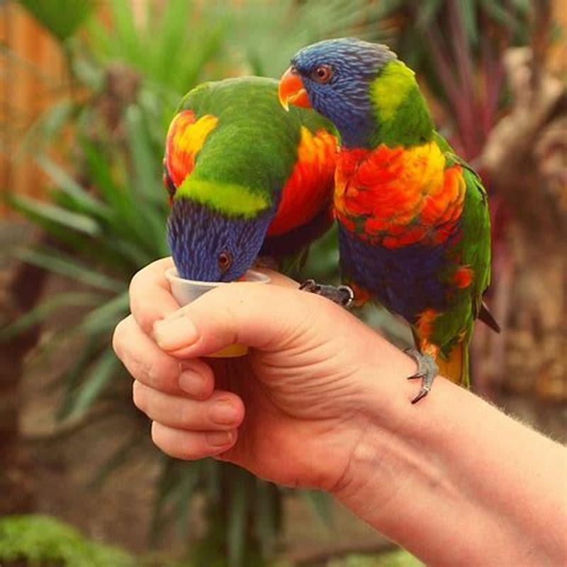 Is a lorikeet a good pet?