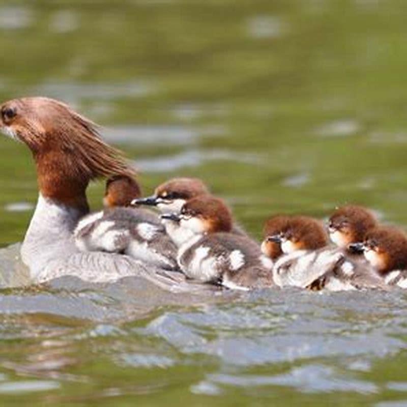 Is a merganser a duck?