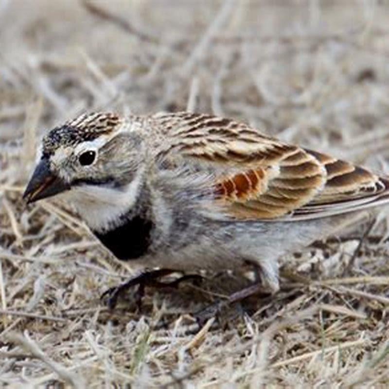 Is a mountain plover a herbivore?